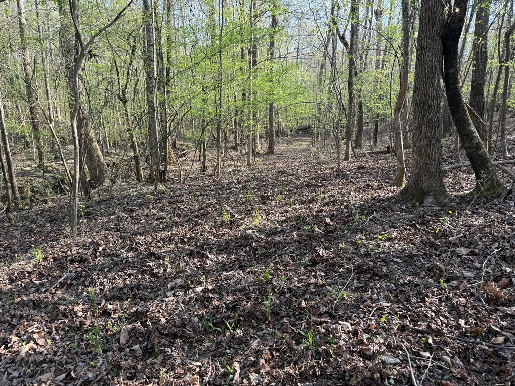 0 Oak Mountain Road Waverly Hall, GA 31831 - Photo 27 of 50 a view of a forest with trees