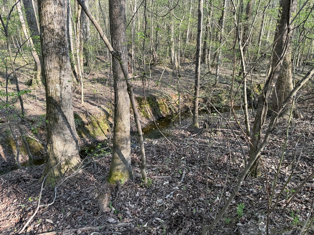 0 Oak Mountain Road Waverly Hall, GA 31831 - Photo 28 of 50 a backyard of a house with lots of plants and large trees