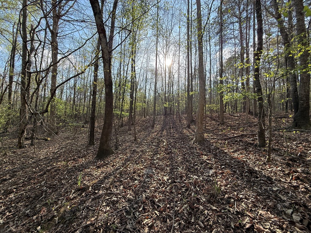 0 Oak Mountain Road Waverly Hall, GA 31831 - Photo 29 of 50 a view of a forest that has large trees
