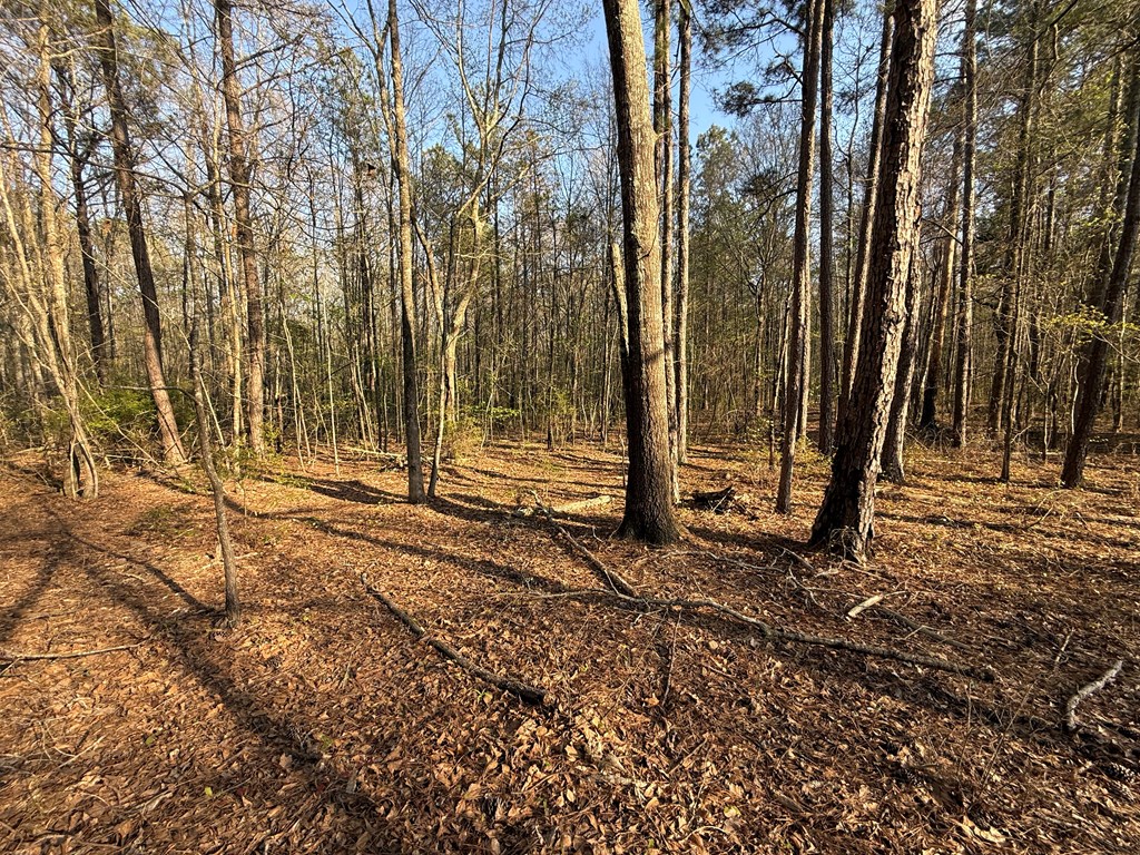 0 Oak Mountain Road Waverly Hall, GA 31831 - Photo 3 of 50 a backyard of a house with lots of green space