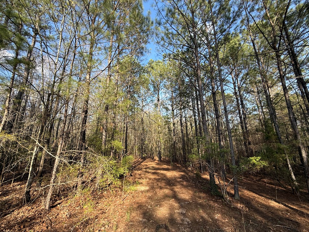 0 Oak Mountain Road Waverly Hall, GA 31831 - Photo 32 of 50 a backyard of a house with lots of green space