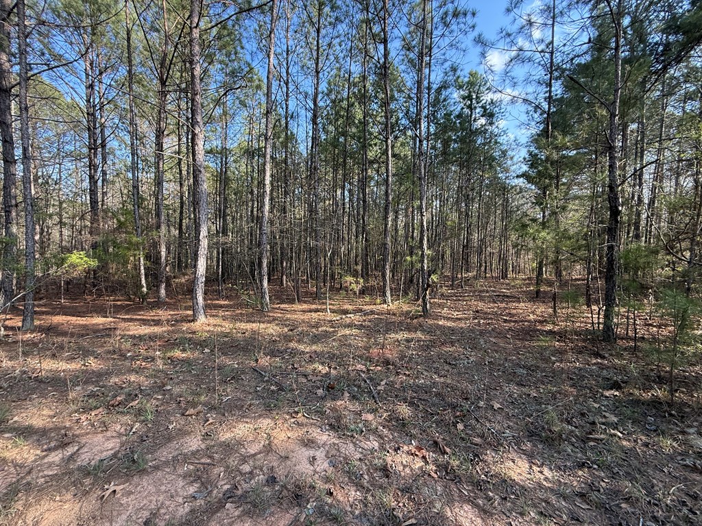 0 Oak Mountain Road Waverly Hall, GA 31831 - Photo 33 of 50 a backyard of a house with lots of green space