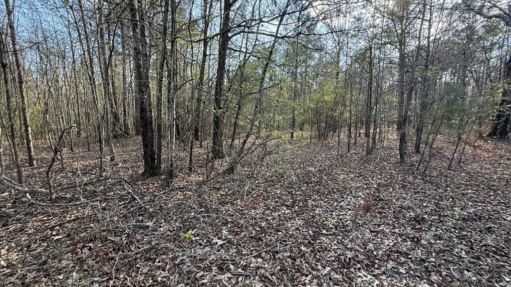 0 Oak Mountain Road Waverly Hall, GA 31831 - Photo 36 of 50 a view of a yard with a tree
