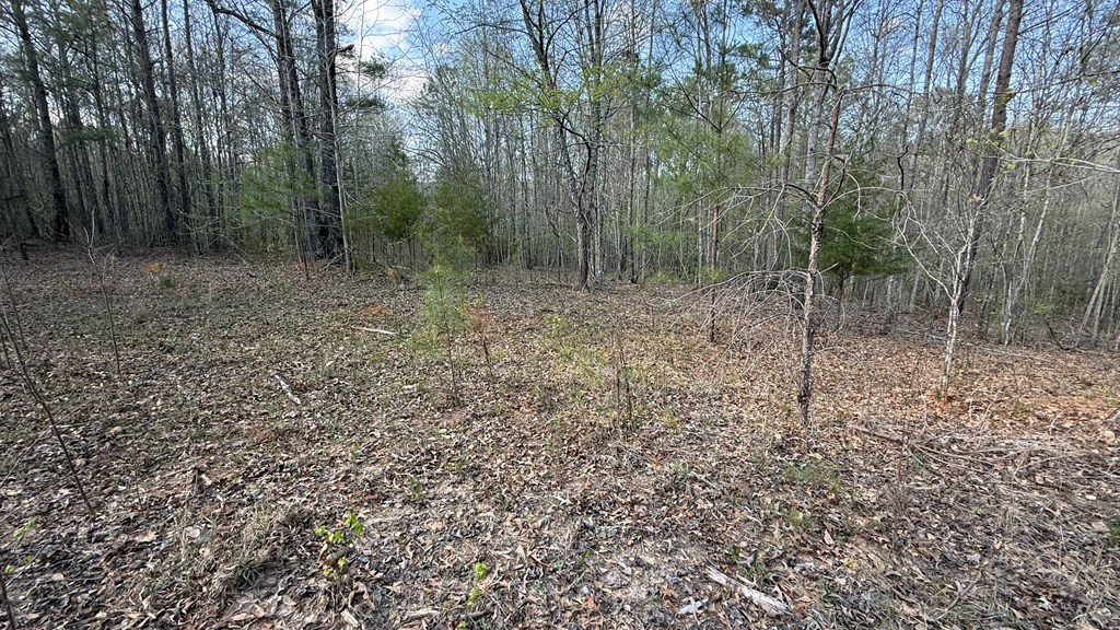0 Oak Mountain Road Waverly Hall, GA 31831 - Photo 39 of 50 a view of a forest with trees in the background