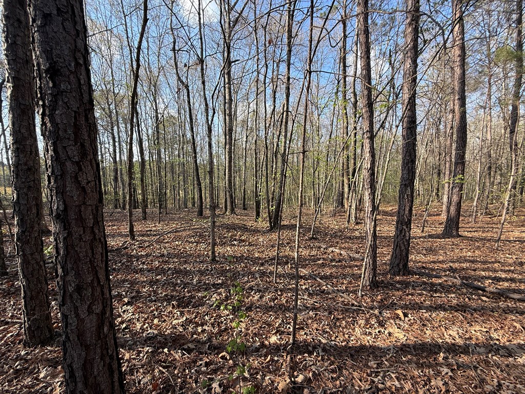 0 Oak Mountain Road Waverly Hall, GA 31831 - Photo 40 of 50 a view of a backyard