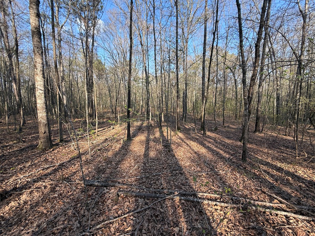 0 Oak Mountain Road Waverly Hall, GA 31831 - Photo 4 of 50 a backyard of a house with lots of green space