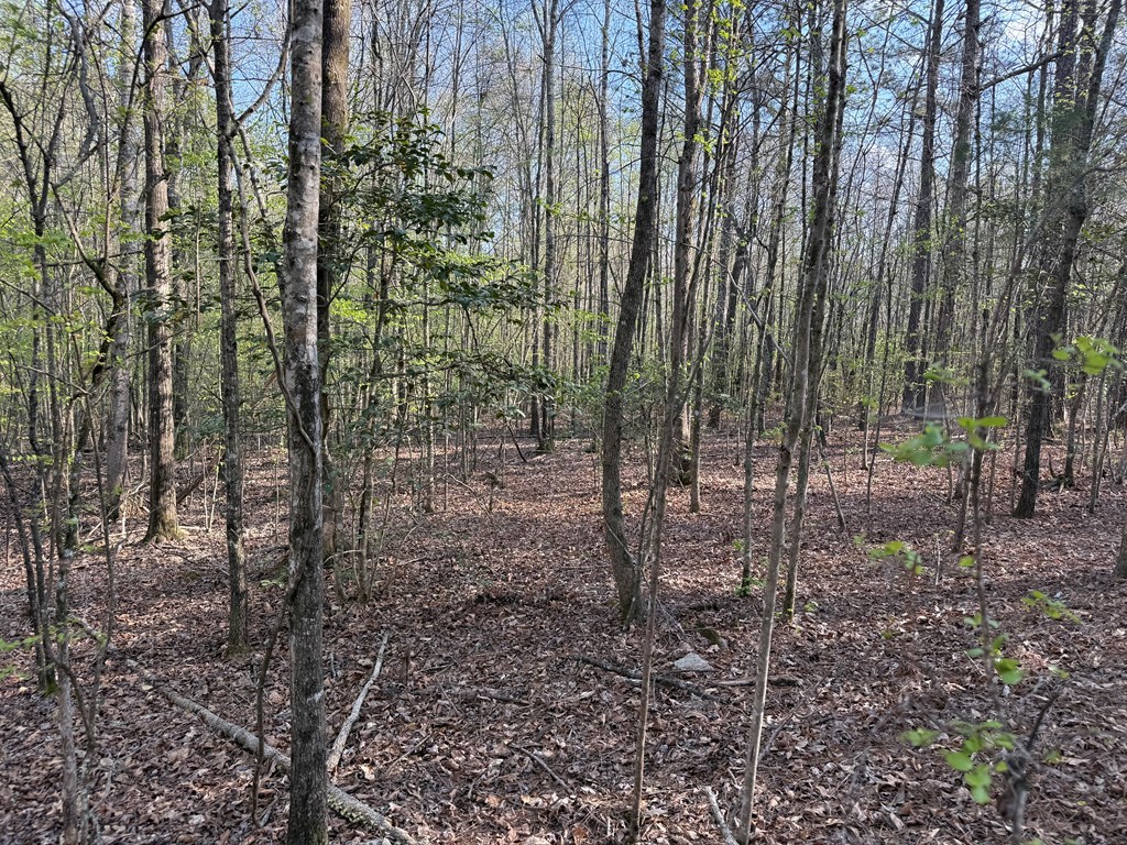 0 Oak Mountain Road Waverly Hall, GA 31831 - Photo 44 of 50 a view of a yard with plants and large trees