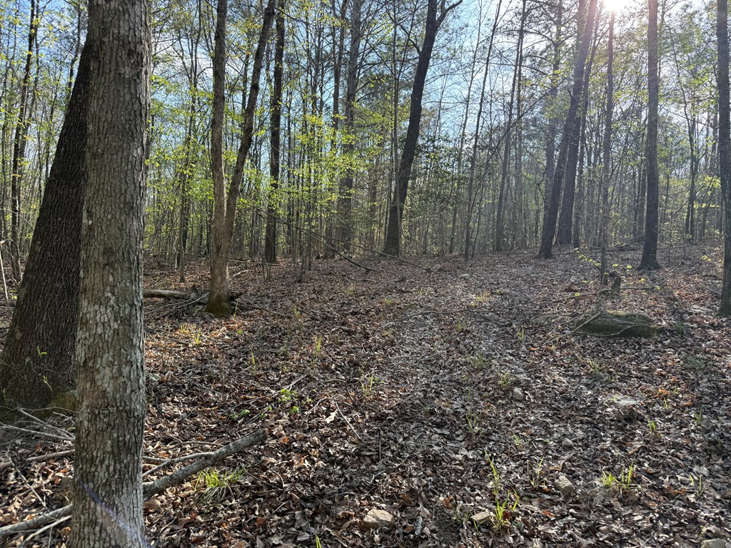 0 Oak Mountain Road Waverly Hall, GA 31831 - Photo 46 of 50 a view of a forest with trees in the background