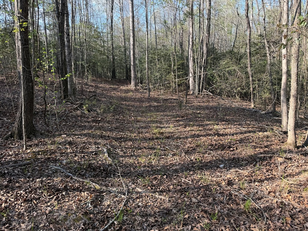 0 Oak Mountain Road Waverly Hall, GA 31831 - Photo 47 of 50 a view of a forest with trees