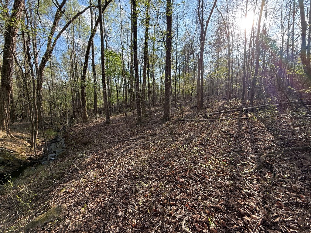 0 Oak Mountain Road Waverly Hall, GA 31831 - Photo 49 of 50 a view of a yard with lots of trees