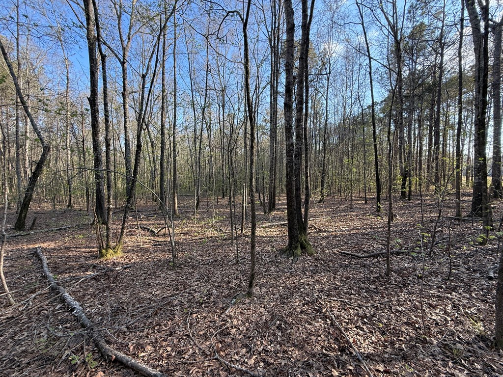 0 Oak Mountain Road Waverly Hall, GA 31831 - Photo 6 of 50 a backyard of a house with lots of green space