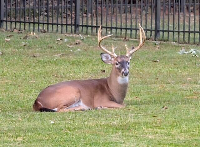3582 Heathermoor Court Mount Pleasant, SC 29466 - Photo 40 of 54 Buck