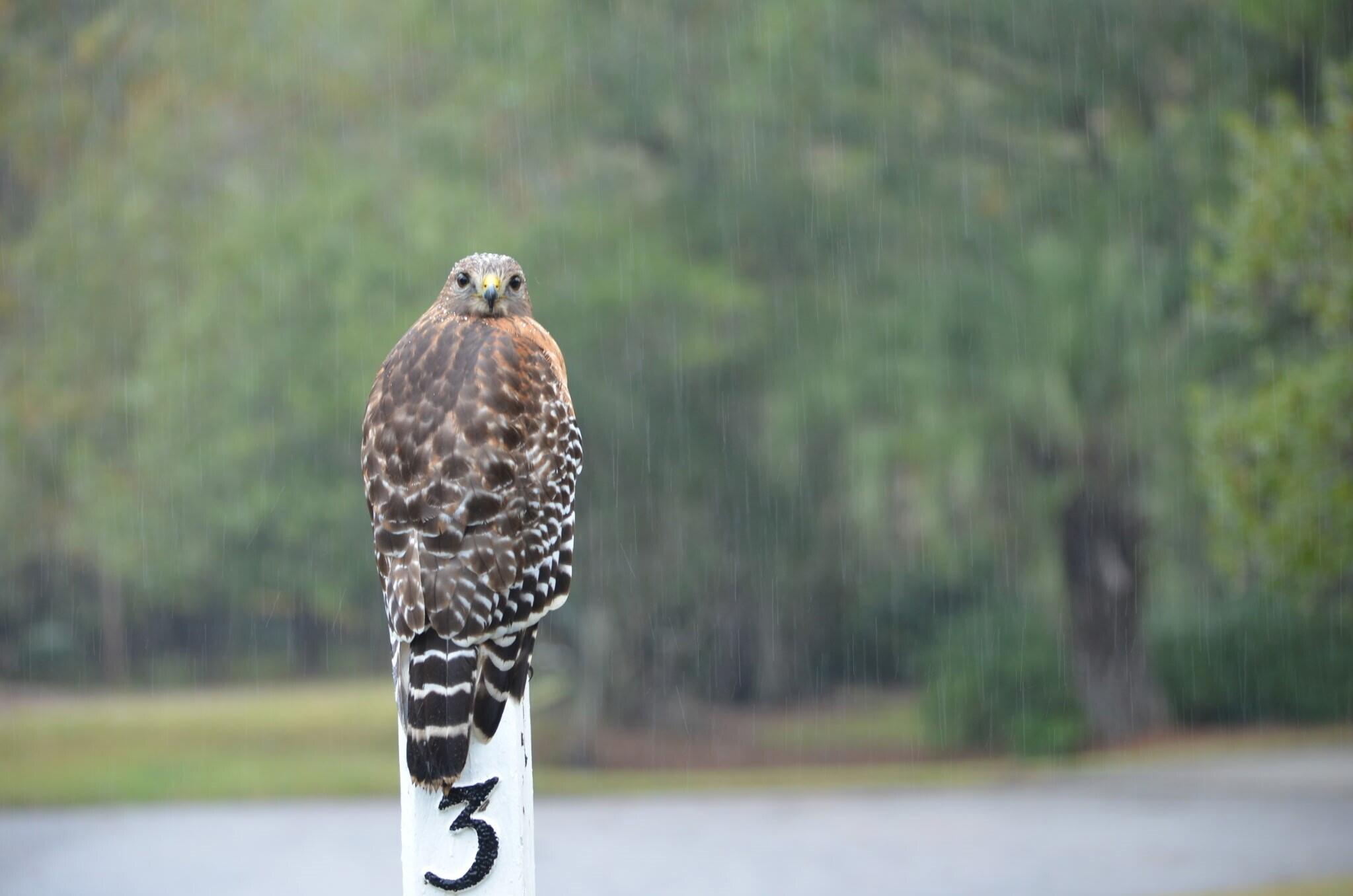 3582 Heathermoor Court Mount Pleasant, SC 29466 - Photo 42 of 54 Hawk