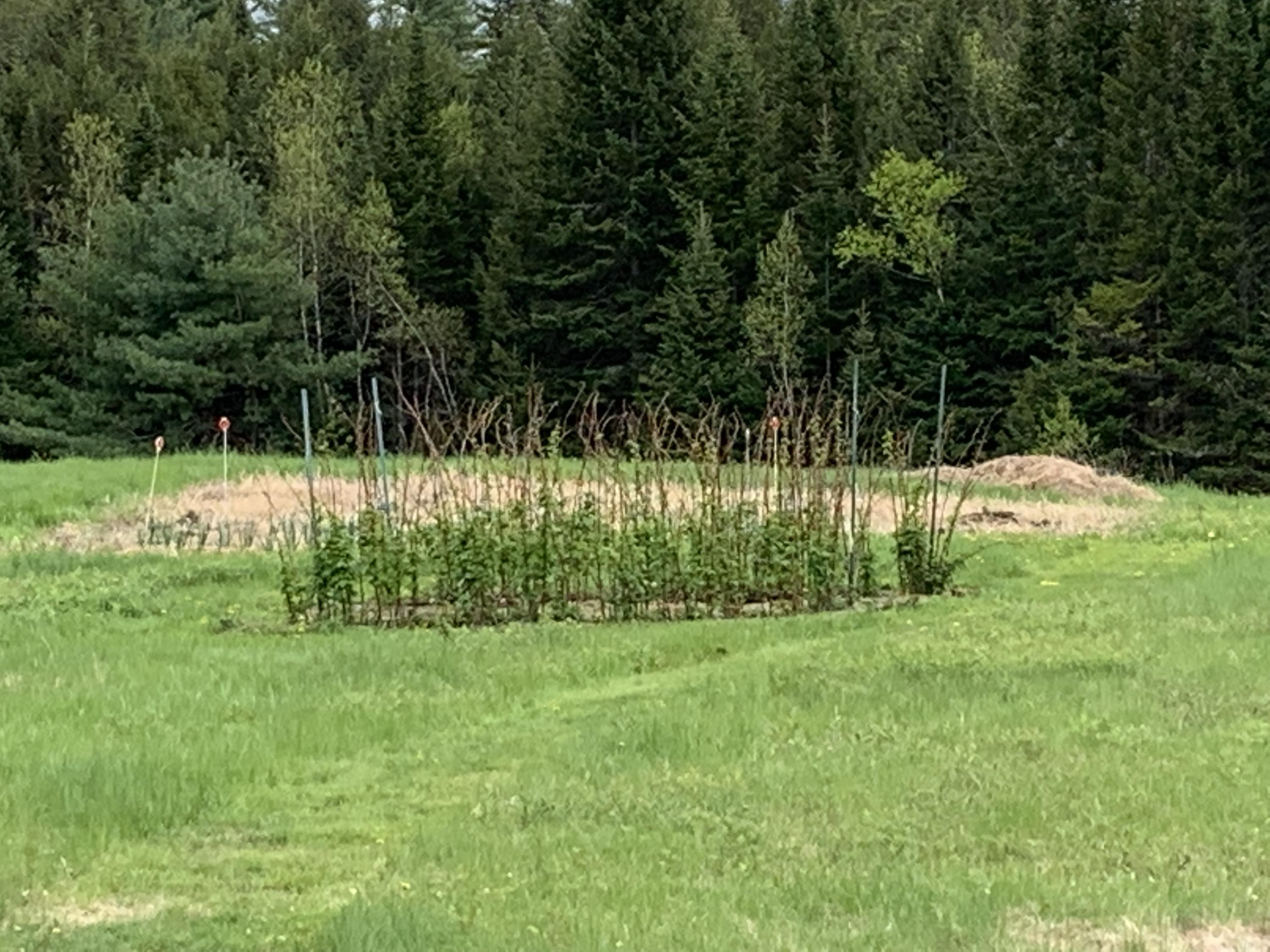 300 8 Rod Road Waterville, ME 04901 - Photo 24 of 43 Inactive vegetable garden