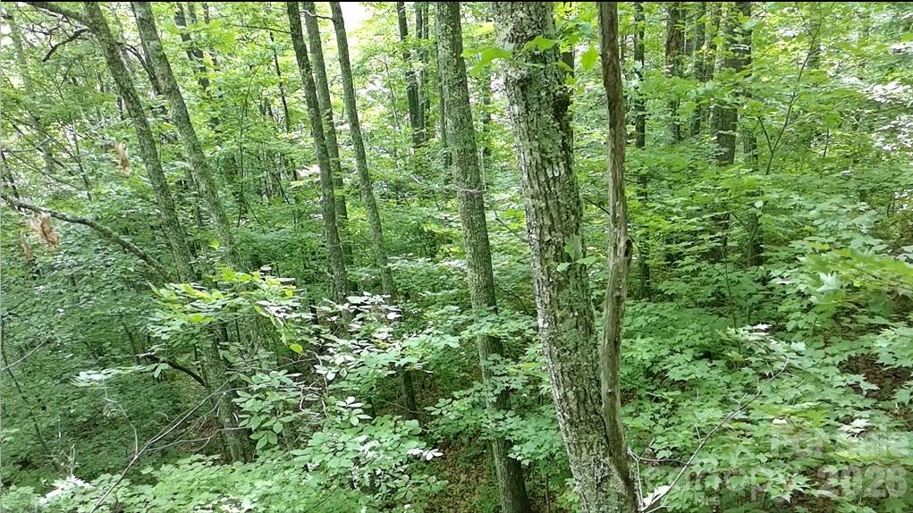 1873 Unahala Creek Road Bryson City, NC 28713 - Photo 9 of 11
