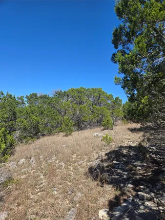 a view of a lot of trees and bushes