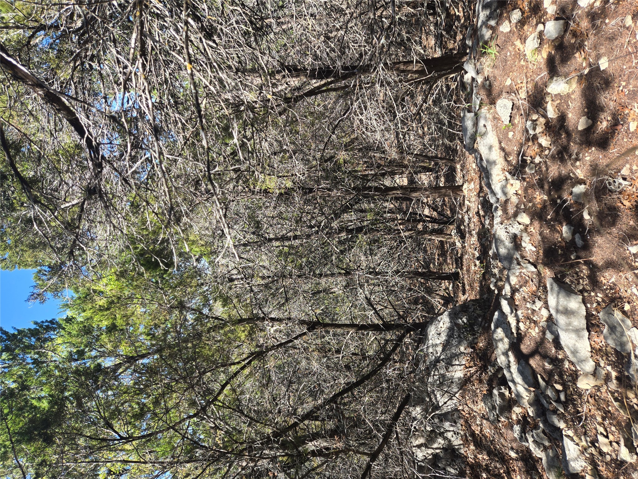 358 Balcones Ridgeway Way Bertram, TX 78605 - Photo 24 of 24 a view of a yard with a tree