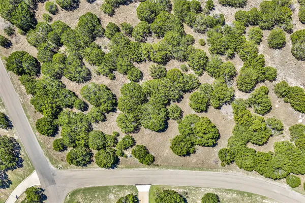 a view of a forest with a tree in the background