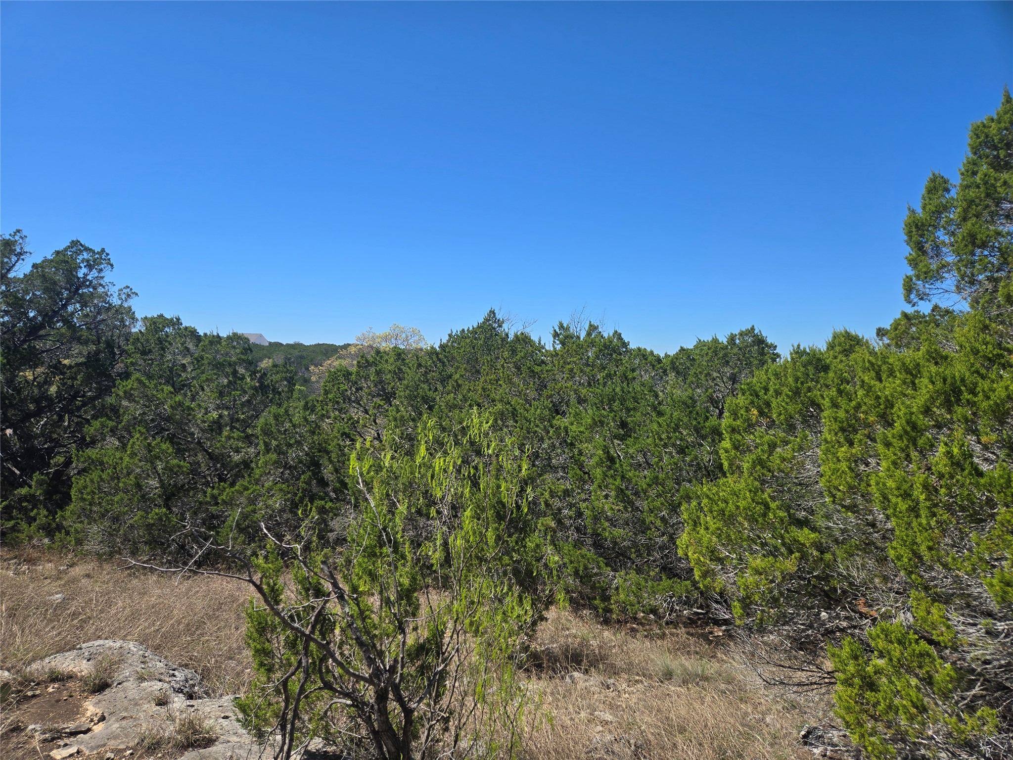 358 Balcones Ridgeway Way Bertram, TX 78605 - Photo 9 of 24 a view of a forest with a tree in the background