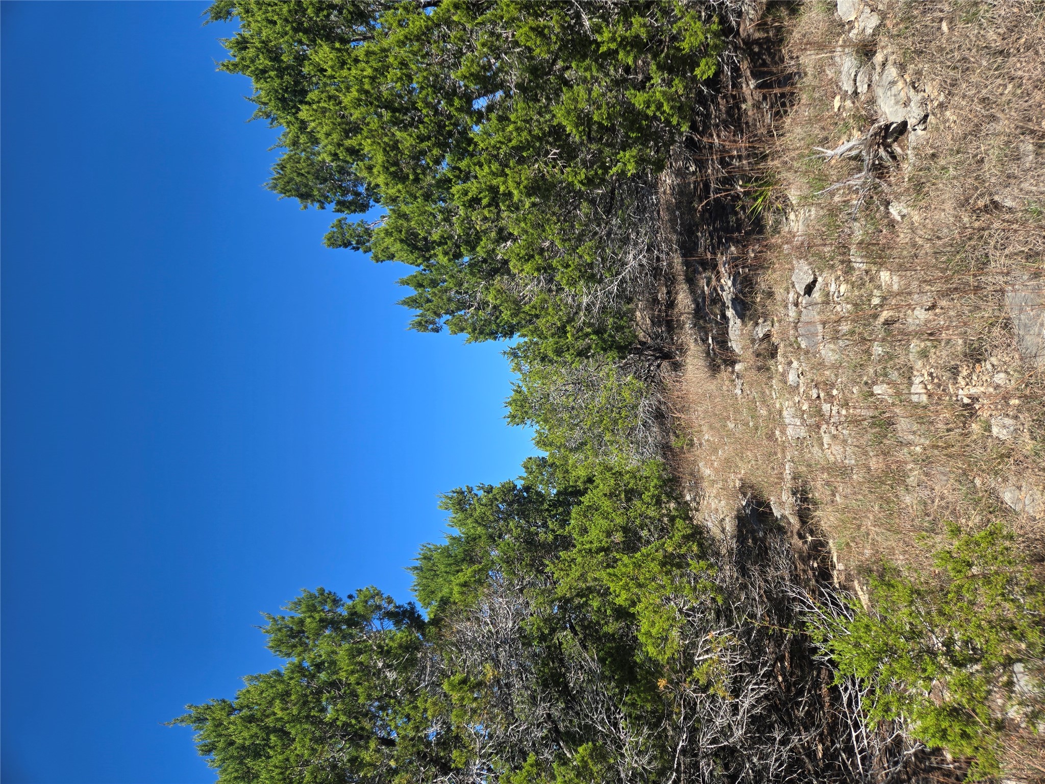 358 Balcones Ridgeway Way Bertram, TX 78605 - Photo 10 of 24 a view of a yard with a tree