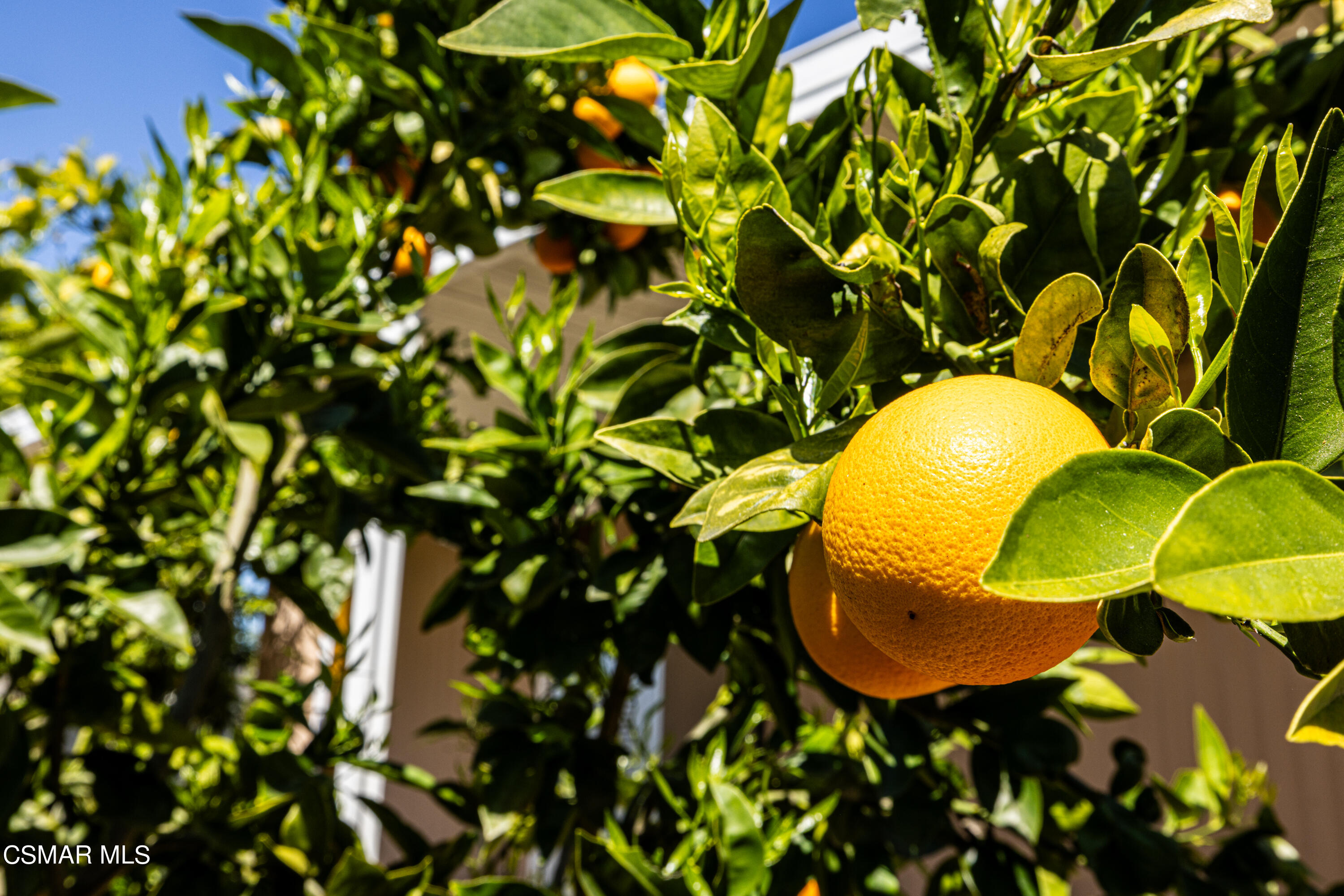1550 Rory Lane, Unit 86 Simi Valley, CA 93063 - Photo 3 of 16 Rory16