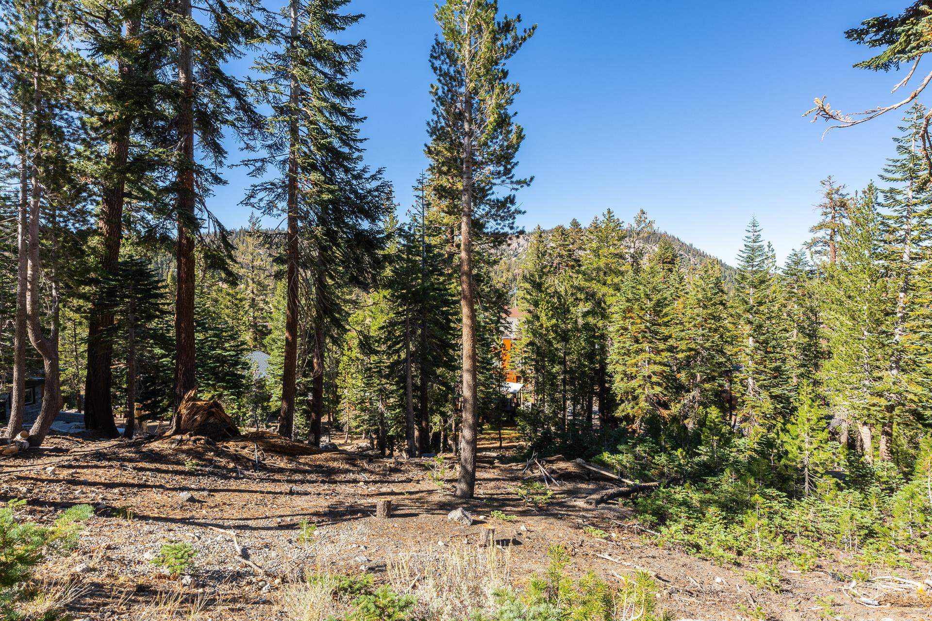 464 John Muir Road Mammoth Lakes, CA 93546 - Photo 12 of 27 a view of a tree in front of a house