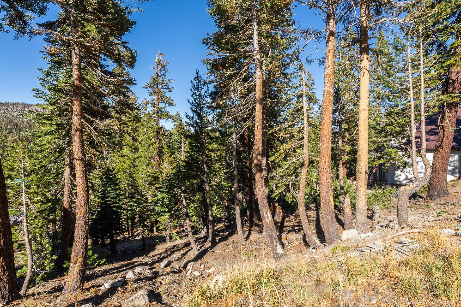 464 John Muir Road Mammoth Lakes, CA 93546 - Photo 14 of 27 a view of outdoor space