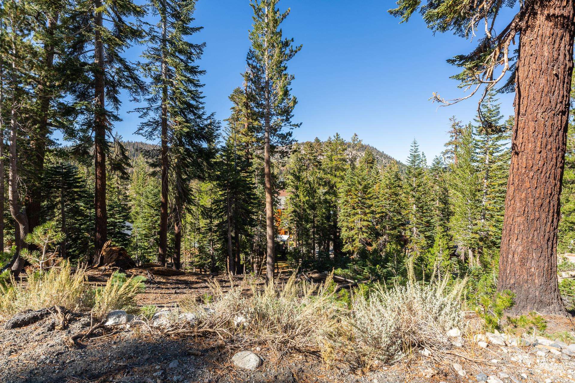 464 John Muir Road Mammoth Lakes, CA 93546 - Photo 5 of 27 a view of a forest filled with trees