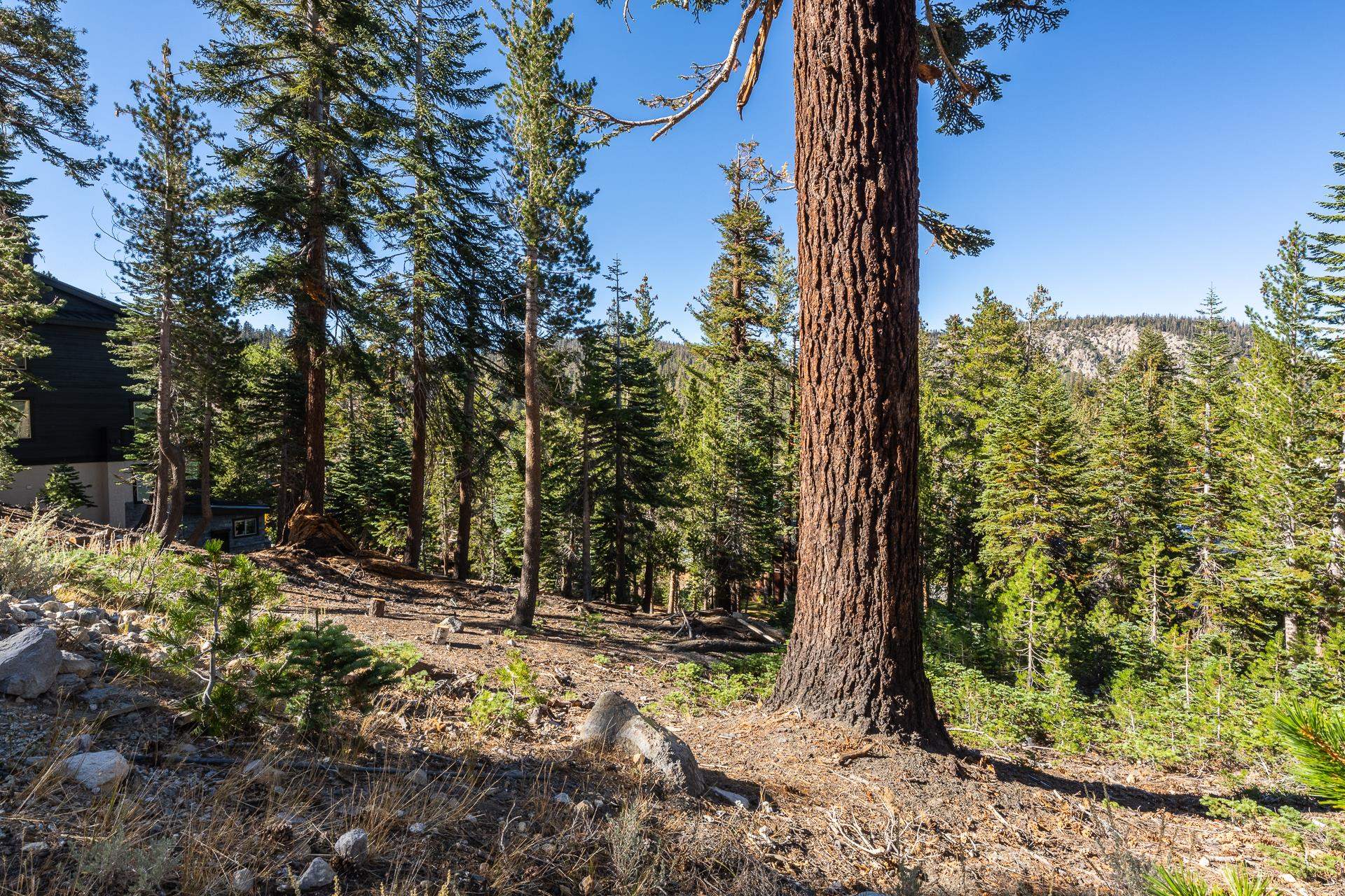 464 John Muir Road Mammoth Lakes, CA 93546 - Photo 6 of 27 a view of a yard with plants and large trees