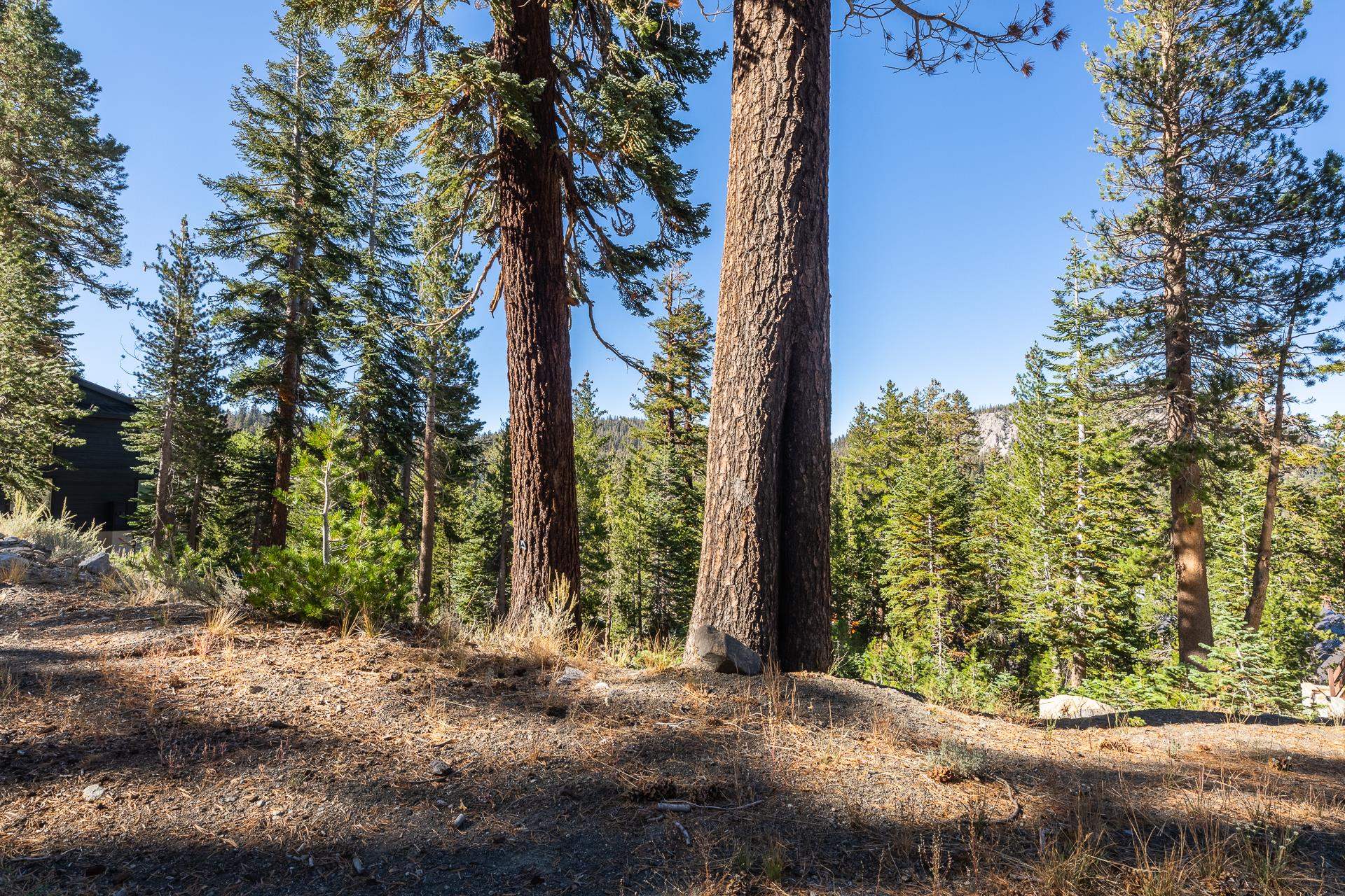 464 John Muir Road Mammoth Lakes, CA 93546 - Photo 7 of 27 a view of a yard with plants and trees