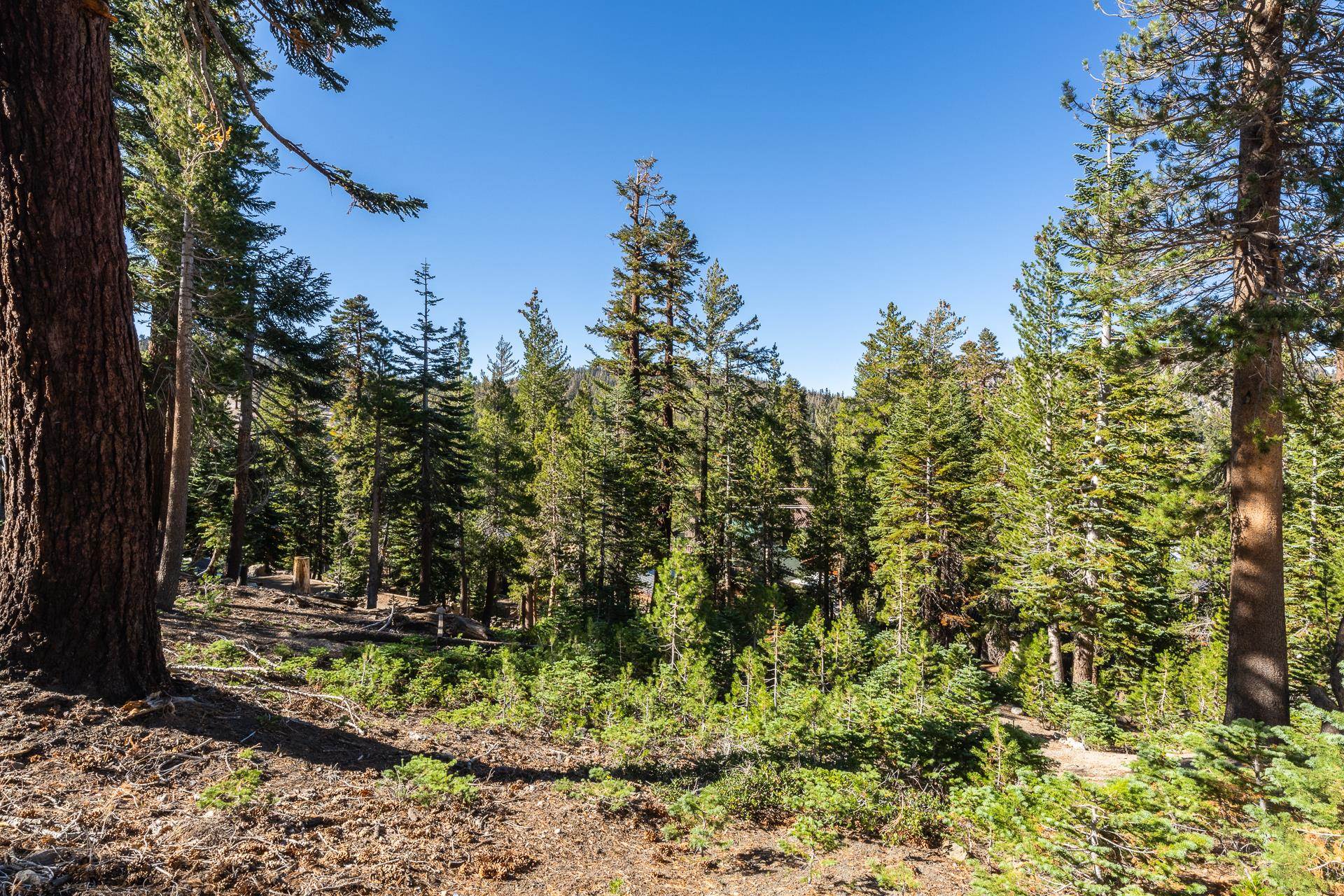 464 John Muir Road Mammoth Lakes, CA 93546 - Photo 8 of 27 a view of a tree in a yard