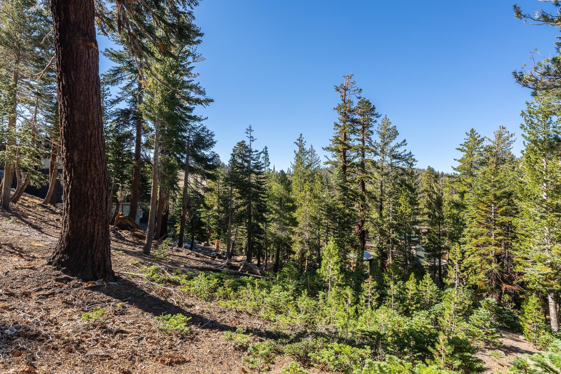 464 John Muir Road Mammoth Lakes, CA 93546 - Photo 9 of 27 a view of a tree in a yard