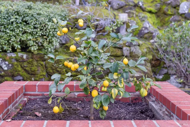 $975,000 | 561 Olive Avenue, Novato, CA 94945