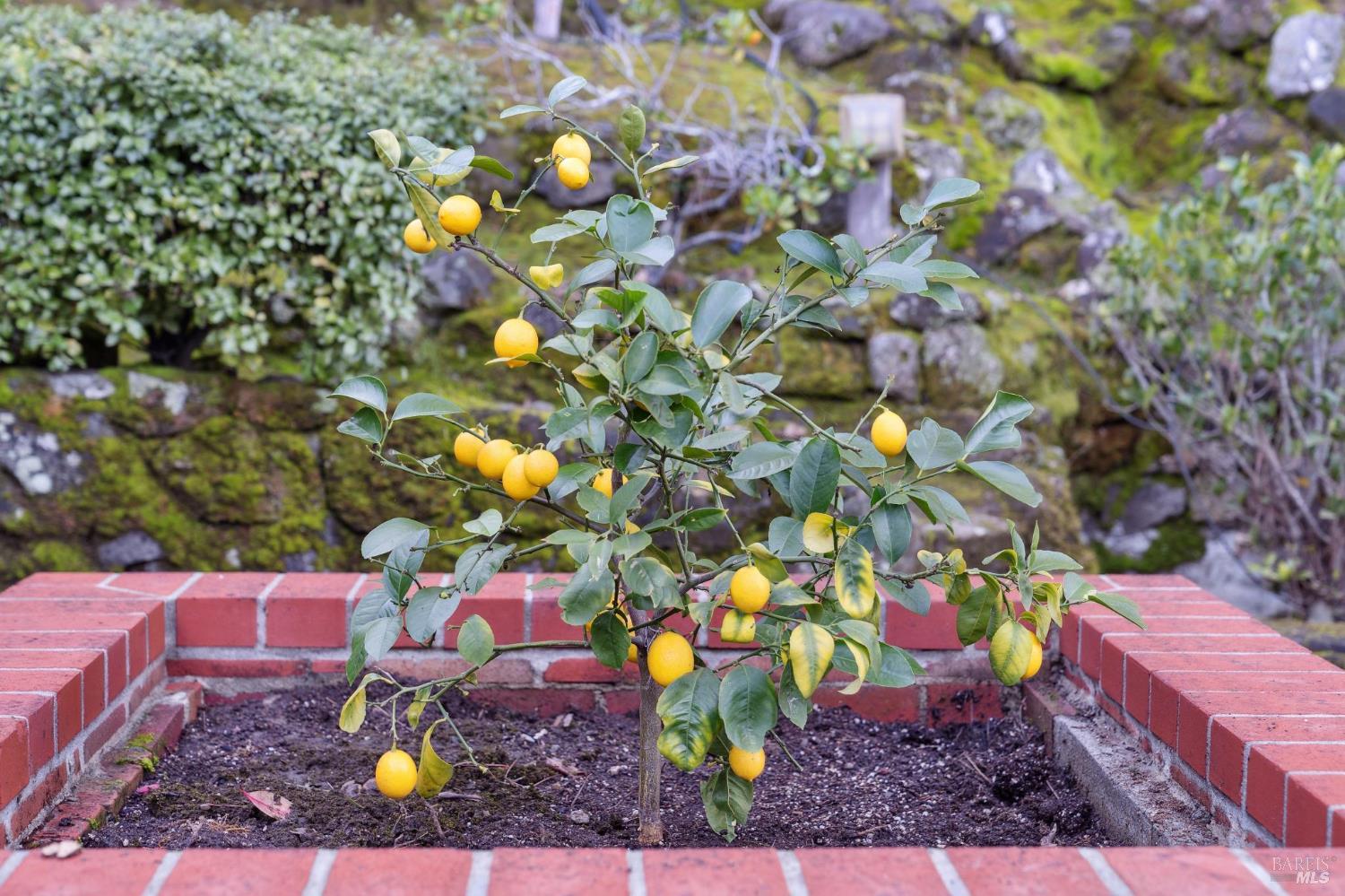 561 Olive Avenue Novato, CA 94945 - Photo 37 of 50