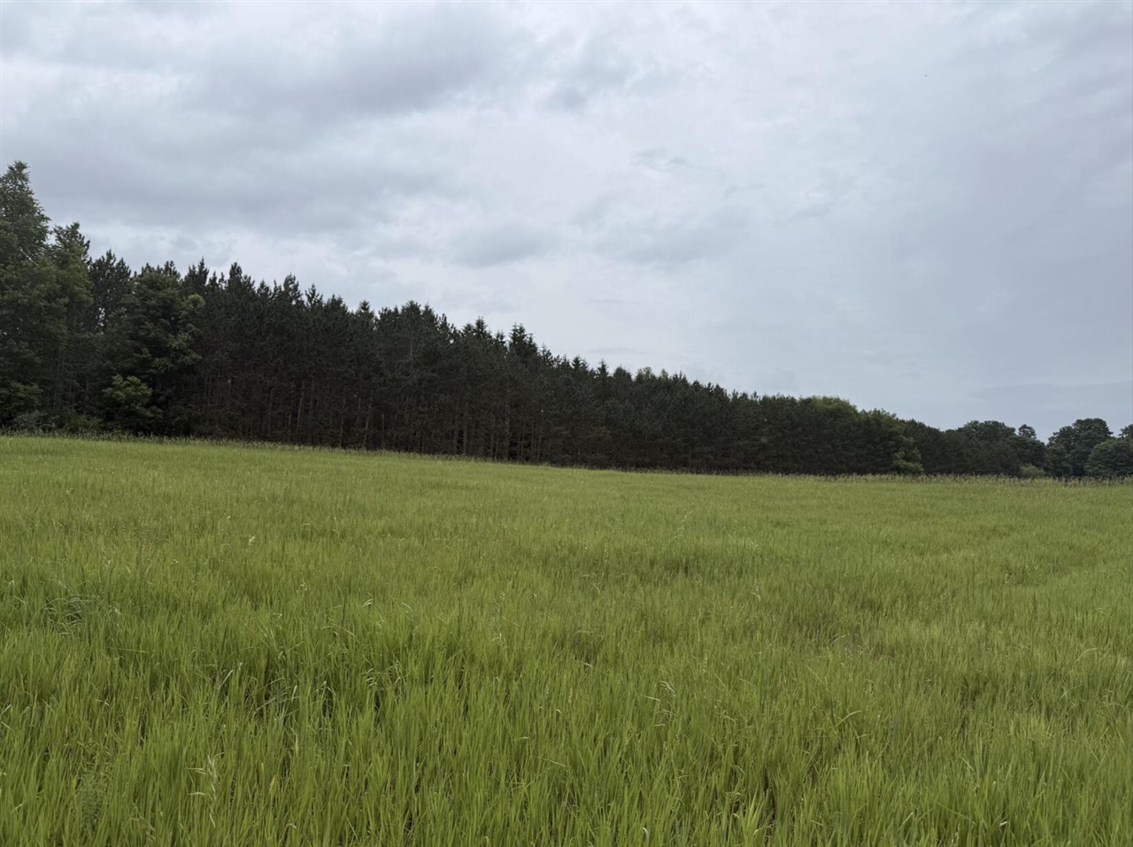 Eight Mile Road Kaleva, MI 49645 - Photo 3 of 14