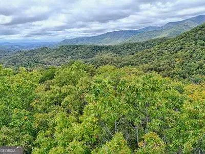 a view of a bunch of trees and bushes