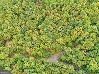 a view of a forest with a tree