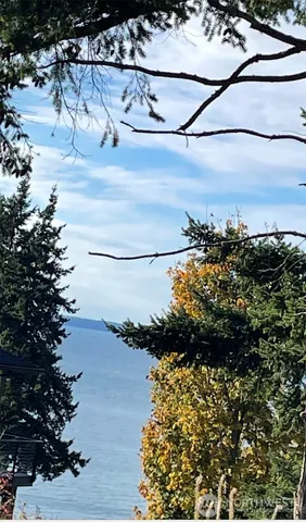 a view of a forest with trees in the background