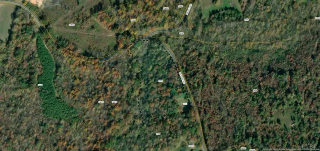 a view of a lush green forest