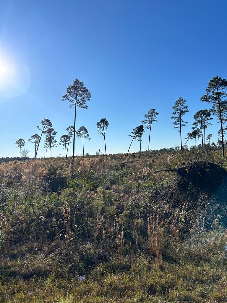 Lot 1 Cartertown Road Alma, GA 31510 - Photo 6 of 8 Gallery Image 6