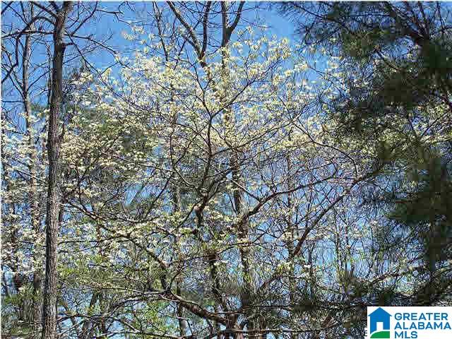 0 Homestead Lane Remlap, AL 35133 - Photo 1 of 23