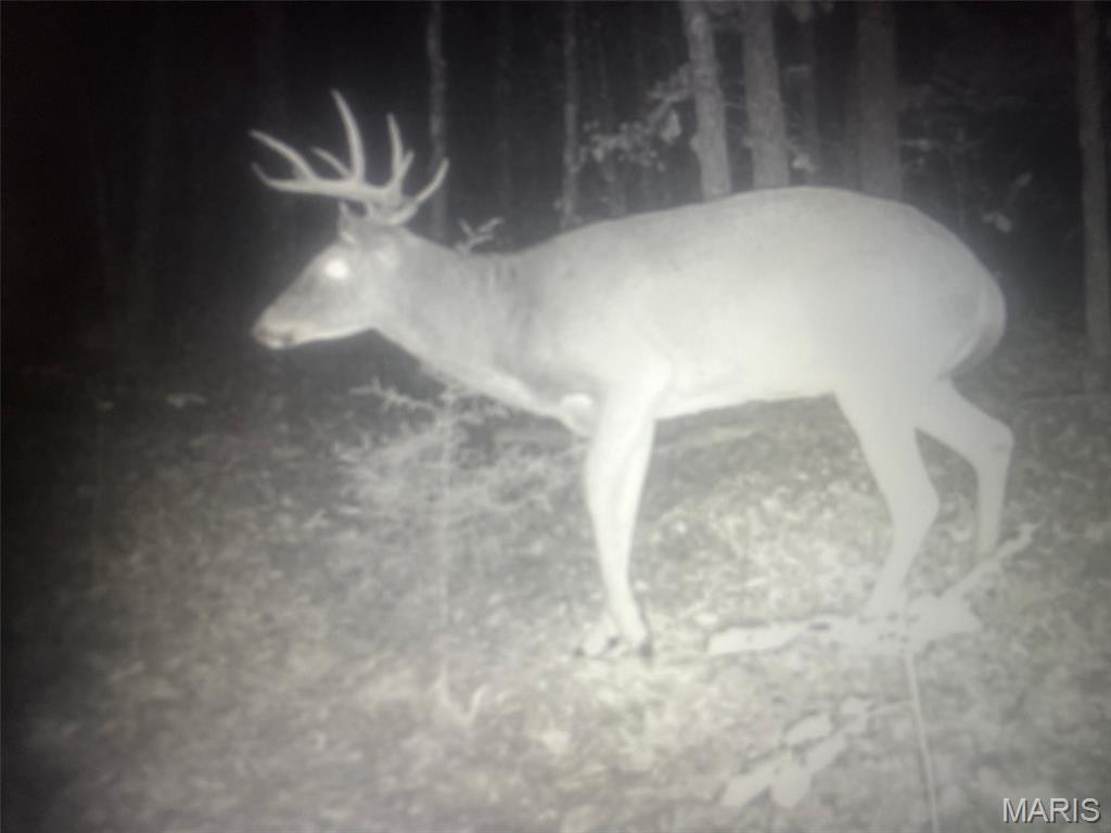 12855 Chicago Road Dixon, MO 65459 - Photo 30 of 30