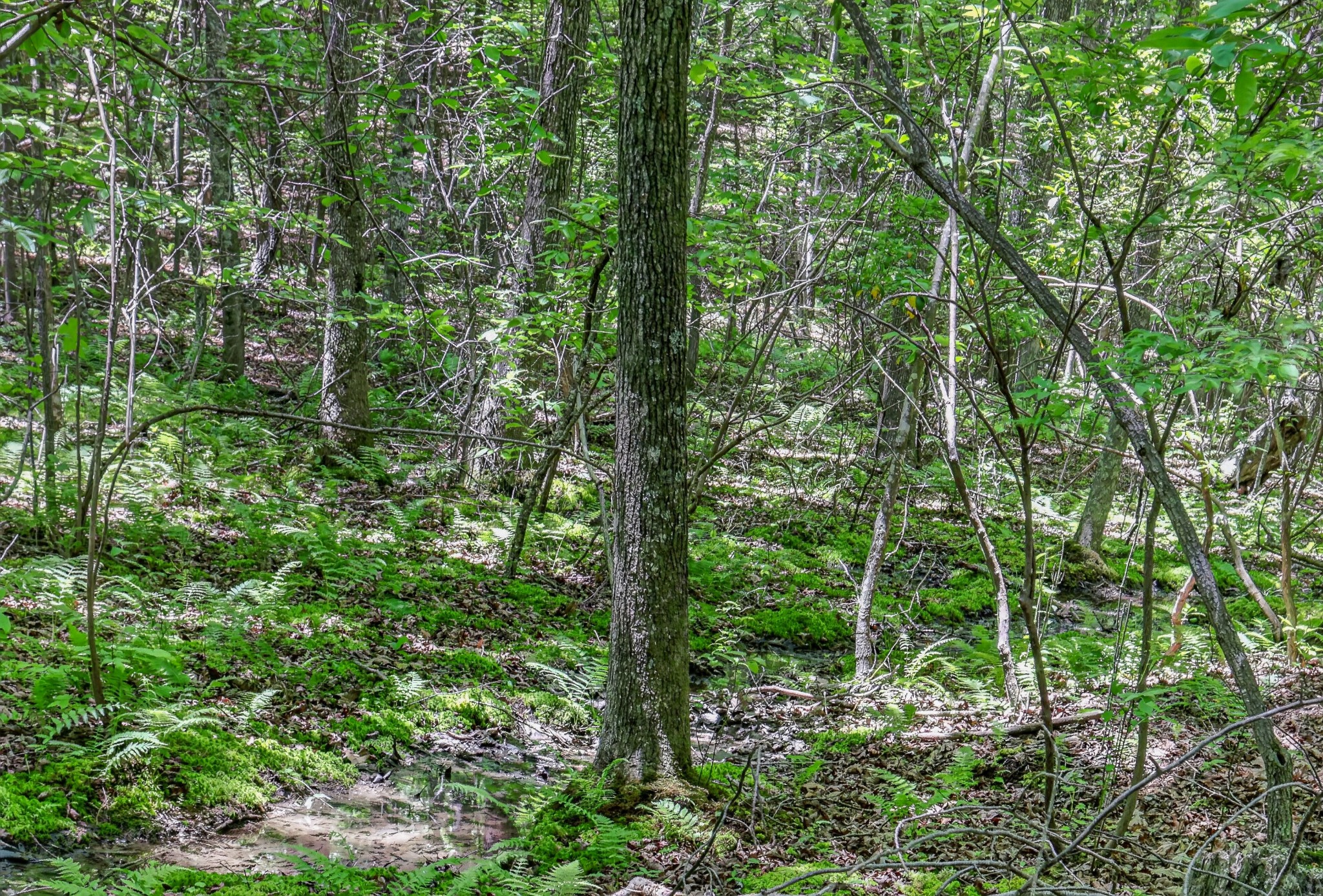 1215 Stage Coach Road Sewanee, TN 37375 - Photo 25 of 30 a view of outdoor space and green space