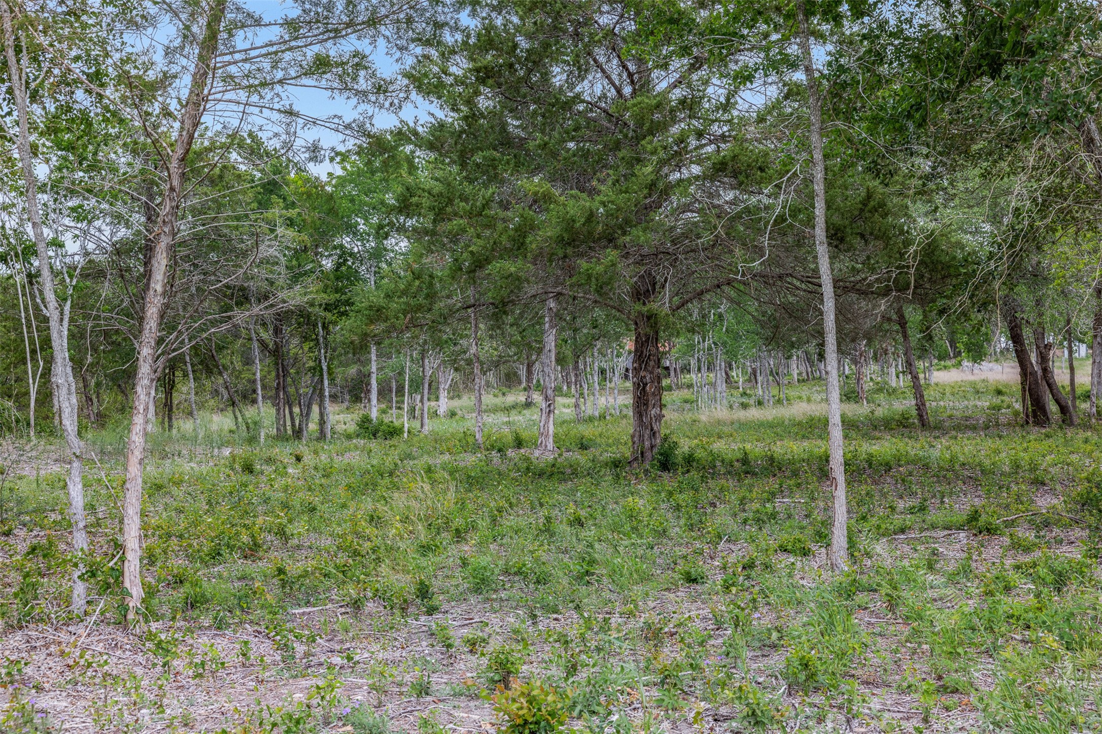 Tbd Bauer Rummel Road Round Top, TX 78954 - Photo 15 of 30