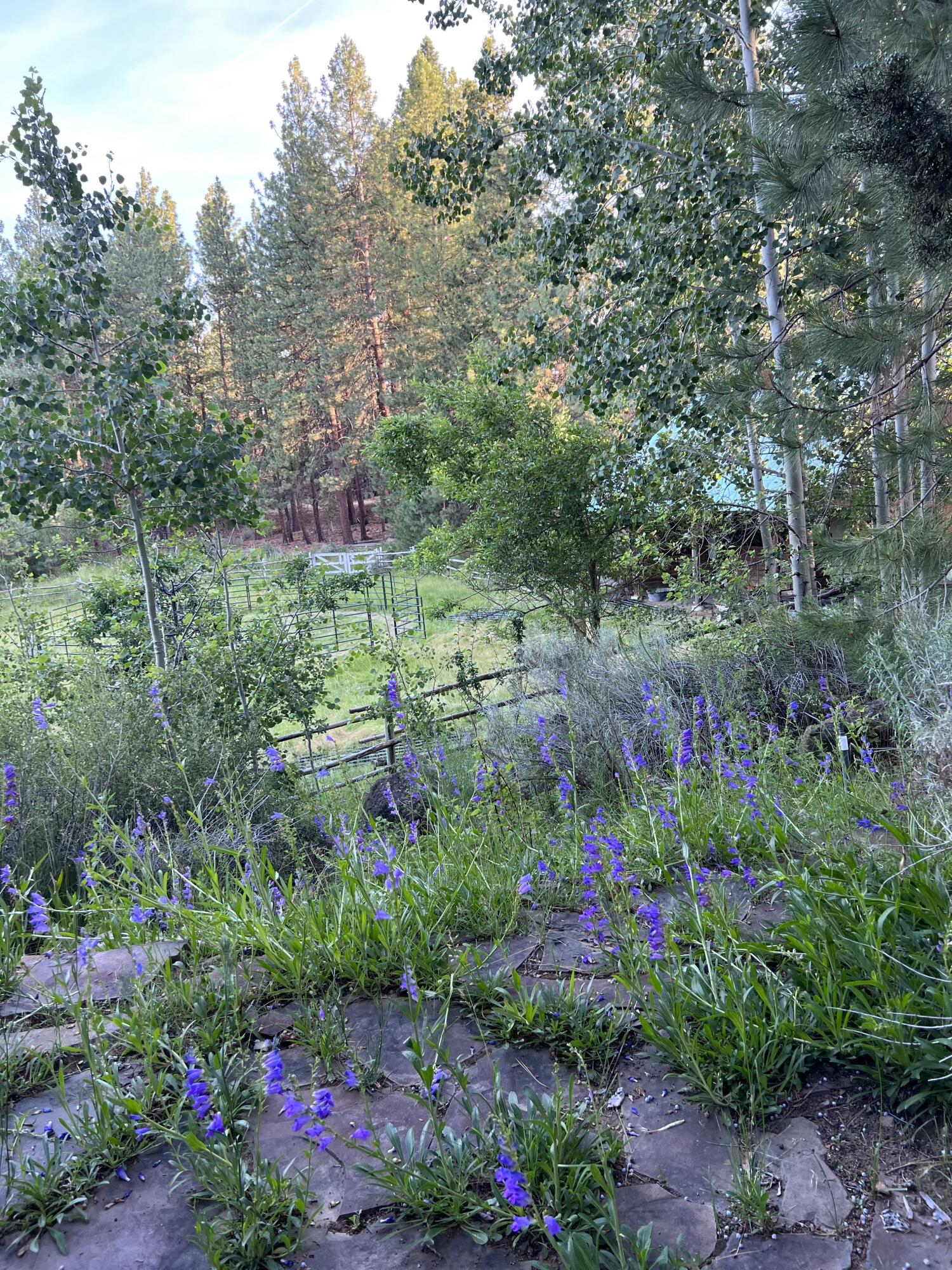 21365 Back Alley Road Bend, OR 97702 - Photo 29 of 31 Wildflowers
