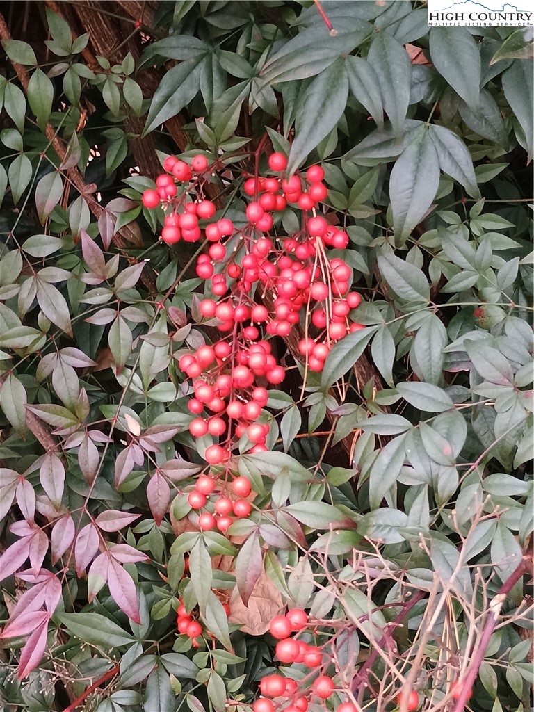 308 Hickory Mountain Road Sparta, NC 28675 - Photo 26 of 26 Gallery Image 26