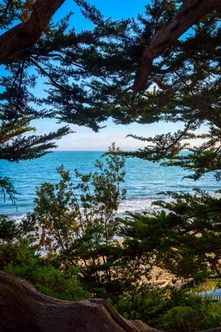 a view of a lake with a tree
