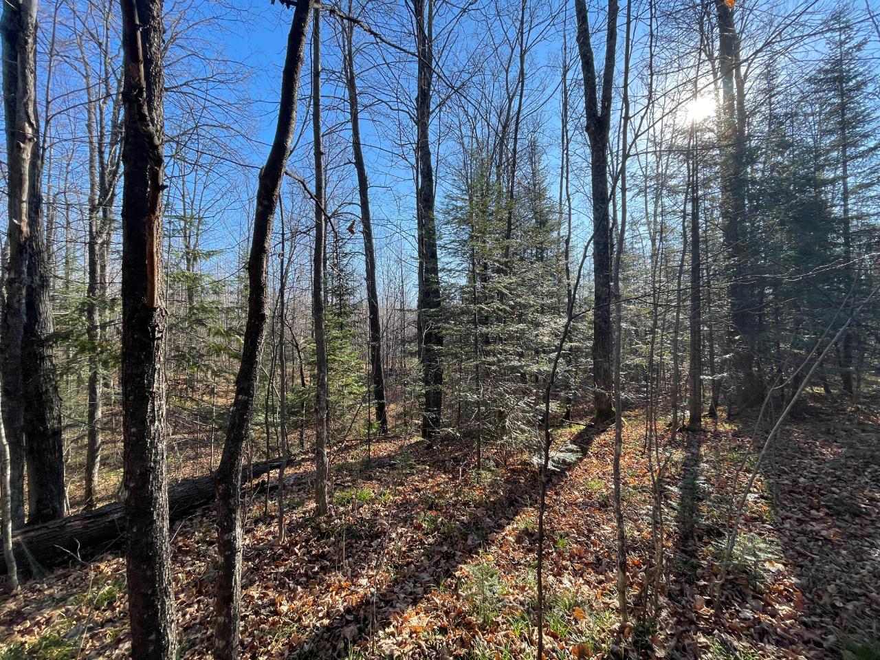 Lot 3 Murphy Lake Road Presque Isle, WI 54557 - Photo 7 of 12 Gallery Image 7