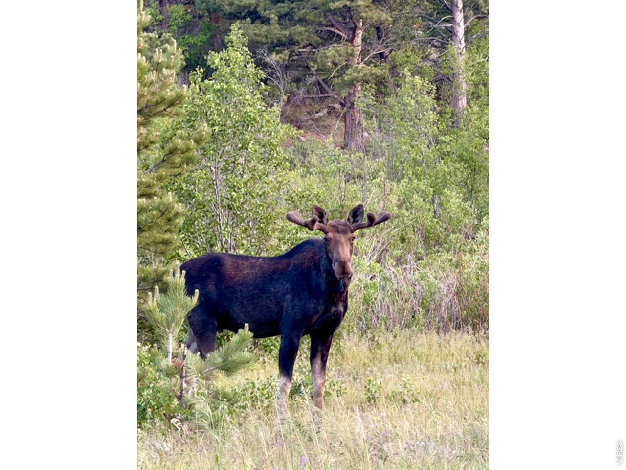 3894 4th Of July Road Nederland, CO 80466 - Photo 26 of 30 Abundant wildlife