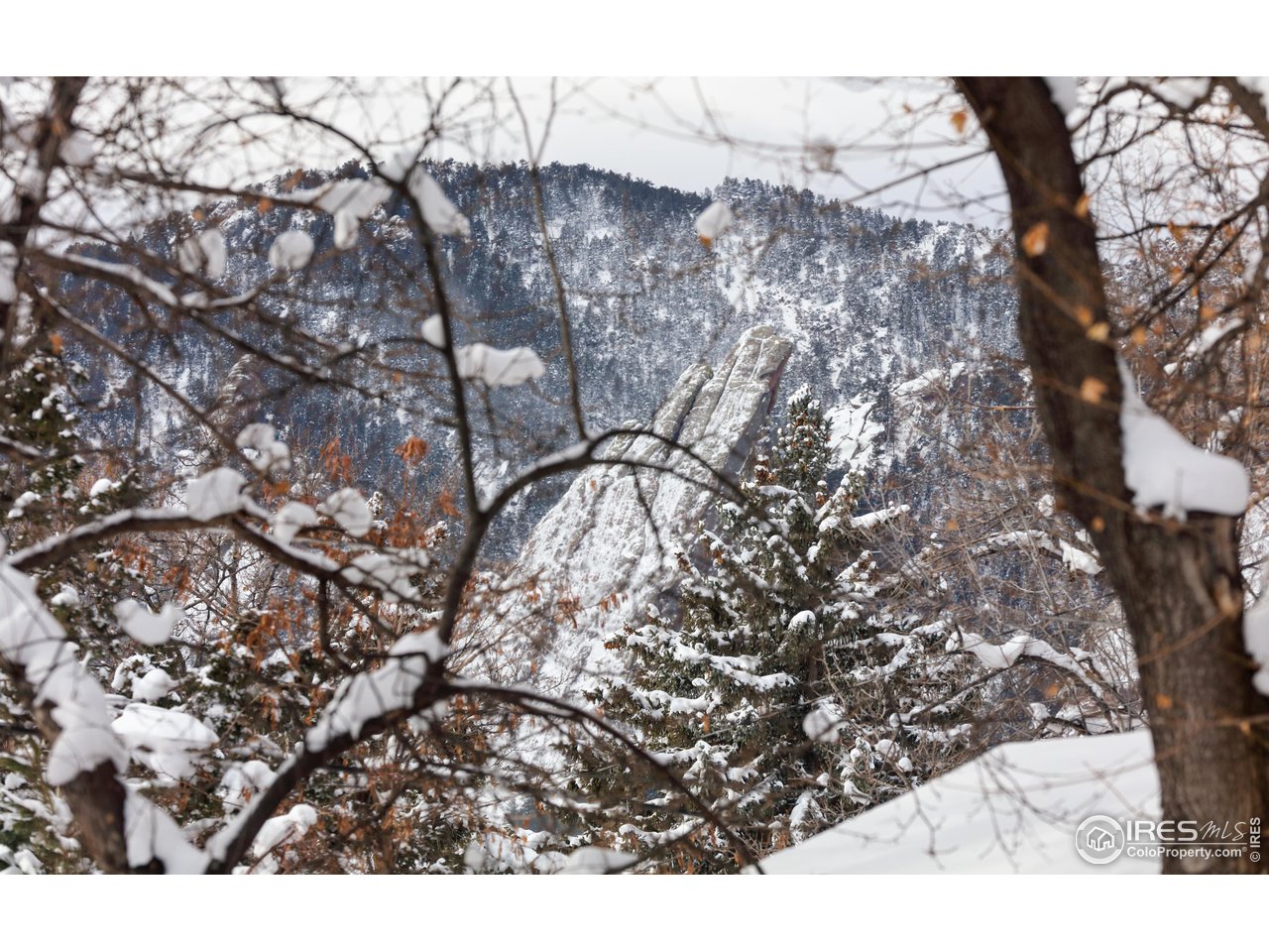 1520 Baseline Road Boulder, CO 80302 - Photo 15 of 29 a picture of tree
